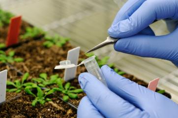 Проблема фальсификации семян в России может исчезнуть через 2 года